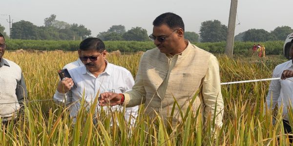 डीएम ने धान की क्रॉप कटिंग कर परखी फसल की उत्पादकता