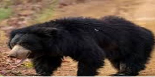 भालू के हमले में 65 वर्षीय महिला गंभीर रूप से घायल