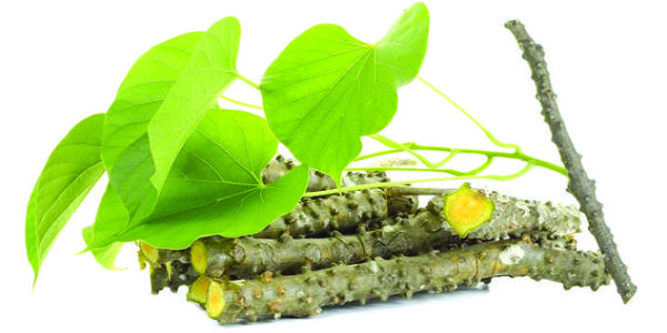 गिलोय पर शोध बीएमसी प्लांट बॉयलाॅजी में प्रकाशित