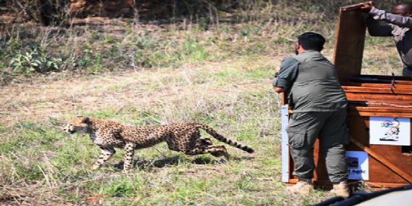 बोत्सवाना की ओर से भारत को भेंट किए गए चीतों में से एक बोत्सवाना की ओर से भारत को भेंट किए गए चीतों में से एक