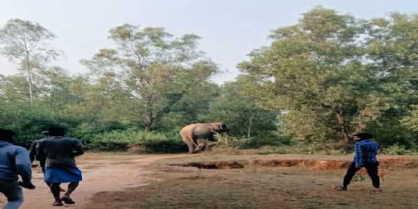सांकराईल ब्लॉक के दुर्गाहुड़ी जंगल में हाथी की मौजूदगी से दहशत