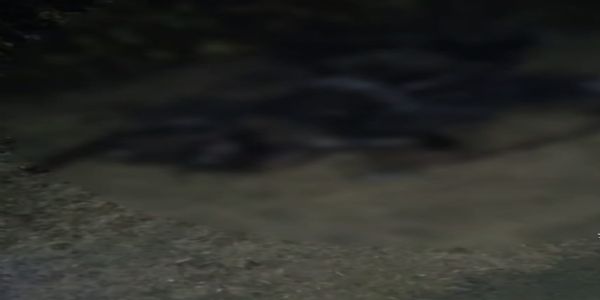 राजगढ़ः सड़क किनारे जली अवस्था में मिला व्यक्ति का शव, जांच शुरु