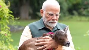 प्रधानमंत्री नरेन्द्र मोदी के साथ पुंगनूर गाय,फाइल फोटो प्रधानमंत्री नरेन्द्र मोदी के साथ पुंगनूर गाय,फाइल फोटो