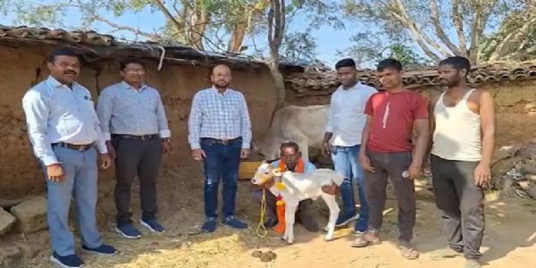 जशपुर जिले में पुंगनूर नस्ल की एक मादा बछिया का जन्म जशपुर जिले में पुंगनूर नस्ल की एक मादा बछिया का जन्म