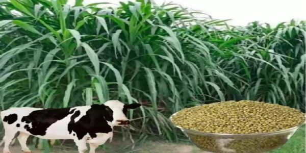 नैपियर घास की जड़ों के उत्पादन के लिए 10 कृषकों का होगा चयन, करें आवेदन