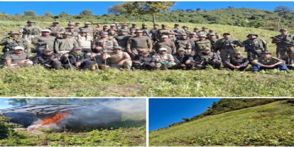 मणिपुर में सुरक्षा बलों ने नष्ट की 476 एकड़ से अधिक अवैध अफीम की खेती