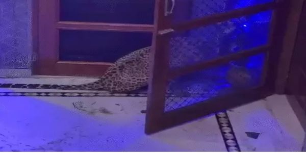 भोजन की तलाश में लेपर्ड आया रिहायशी इलाके में:लेपर्ड के हमले से एक महिला घायल