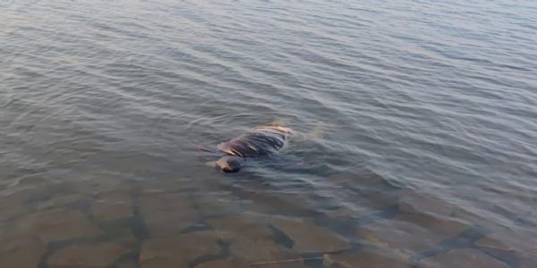 जज के सरकारी ड्राइवर का शव धुर्वा डैम से बरामद, अबतक चार शव बरामद