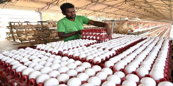 अंडा नगरी नमक्कल में 55 साल में सबसे उच्च कीमत पर बिक रहा अंडा