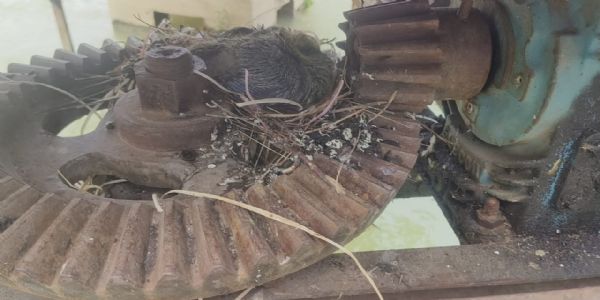 नागदाः फिल्टर प्लांट से पेयजल में कबूतर का मल गिरने की शिकायत में तीन अधिकारी पाए गए दोषी