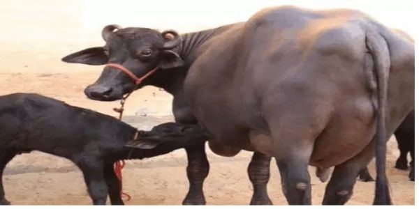 झुंझुनू में 50 हजार पशुओं का होगा रजिस्ट्रेशन