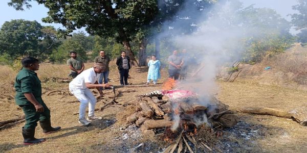 सिवनीः अज्ञात वाहन की टक्कर से मादा तेंदुए की मौत, एनटीसीए के दिशानिर्देशों अनुसार हुई कार्रवाई