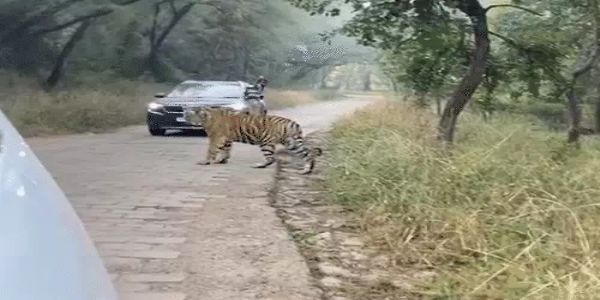 रणथंभौर में त्रिनेत्र गणेश मार्ग पर टाइगर की चहलकदमी, 15 मिनट तक थमा रहा ट्रैफिक