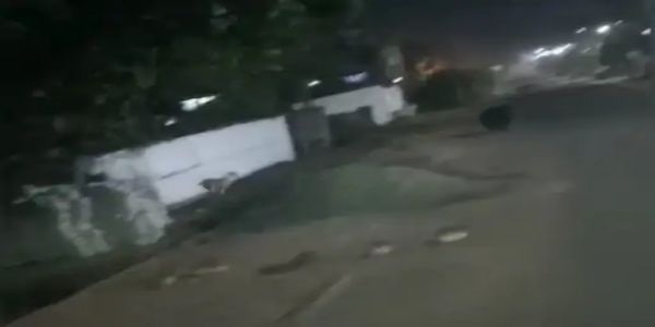 अनूपपुर: खाने की तलाश में जंगल छोड़ रहें जंगली जानवर, अब बिजुरी में कर रहा चहलकदमी