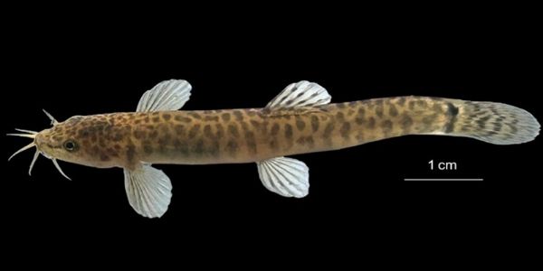 मध्य प्रदेश के नर्मदा बेसिन में मछलियों की एक नई प्रजाति की हुई खोज