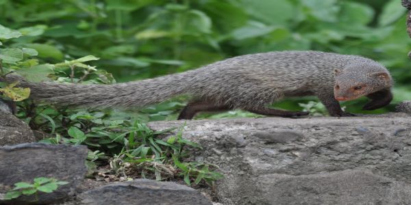 नेवला नेवला