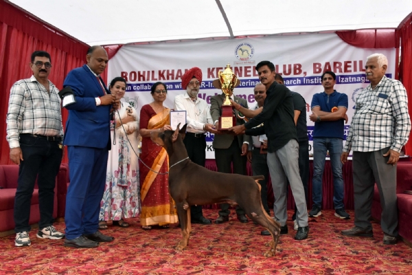 आईवीआरआई, बरेली में आयोजित डॉग शो में प्रतिभागी श्वान अपनी अदाओं का प्रदर्शन करते हुए। आईवीआरआई, बरेली में आयोजित डॉग शो में प्रतिभागी श्वान अपनी अदाओं का प्रदर्शन करते हुए।