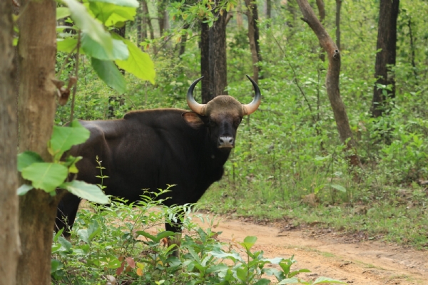 बारनवापारा वन्यजीव अभ्यारण्य