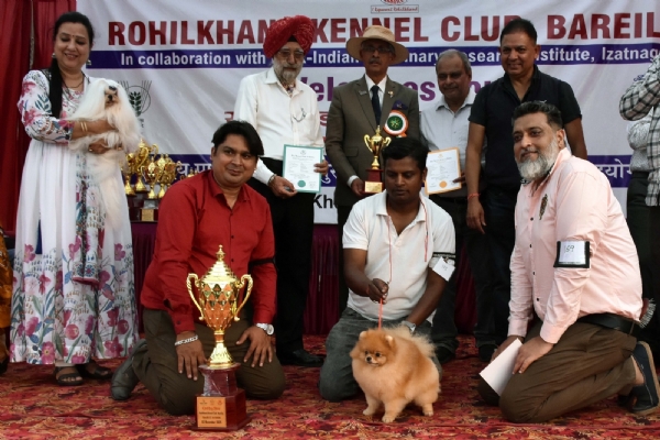 आईवीआरआई, बरेली में आयोजित डॉग शो में प्रतिभागी श्वान अपनी अदाओं का प्रदर्शन करते हुए। आईवीआरआई, बरेली में आयोजित डॉग शो में प्रतिभागी श्वान अपनी अदाओं का प्रदर्शन करते हुए।