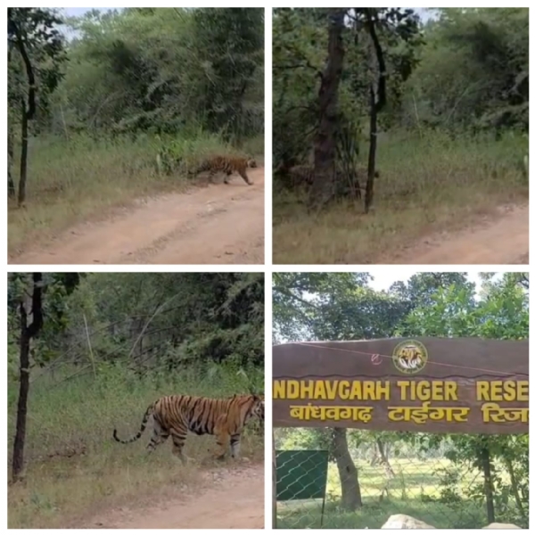 बांधवगढ़ टाइगर रिजर्व में बघिन रॉ का शावकों के साथ रोमांचक वीडियो हुआ वायरल बांधवगढ़ टाइगर रिजर्व में बघिन रॉ का शावकों के साथ रोमांचक वीडियो हुआ वायरल