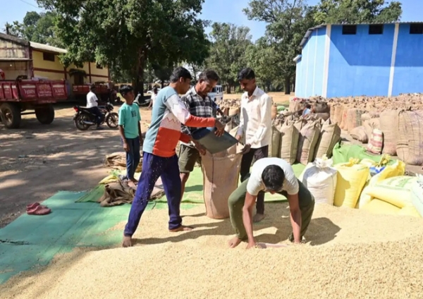 कोंडागांव जिले कुल 12,369 क्विंटल धान की हुई खरीद कोंडागांव जिले कुल 12,369 क्विंटल धान की हुई खरीद