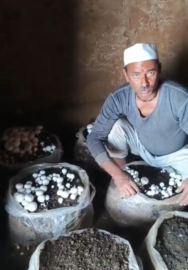 मसरूम उत्पादन के साथ प्रगतिशील किसान मसरूम उत्पादन के साथ प्रगतिशील किसान