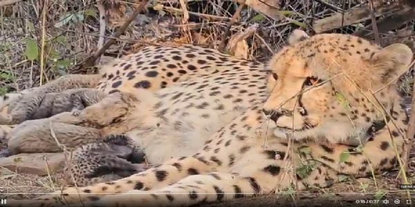 मुख्यमंत्री द्वारा पोस्ट किए गए वीडियो से लिया गया चित्र मुख्यमंत्री द्वारा पोस्ट किए गए वीडियो से लिया गया चित्र