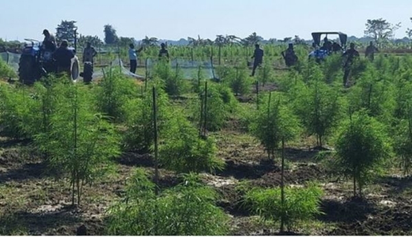 गांजे की खेती को ट्रैक्टर से नष्ट करते स्पेशल टीम