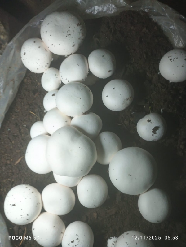 मसरूम उत्पादन के साथ प्रगतिशील किसान मसरूम उत्पादन के साथ प्रगतिशील किसान