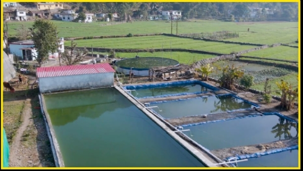 फाइल फोटो मछली तालाब फाइल फोटो मछली तालाब