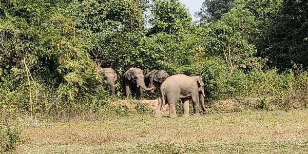 भरनो में फिर पहुंचा हाथियों का जत्था, ग्रामीणों में दहशत