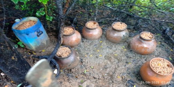 उत्पाद विभाग ने 400 किलो जावा महुआ और 80 लीटर शराब किया जब्त