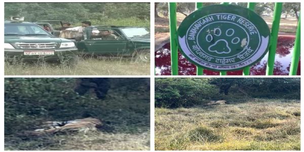 मप्रः बांधवगढ़ टाइगर रिजर्व में दो वर्षीय बाघ शावक की संदिग्ध परिस्थितियों में मौत