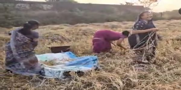 बलरामपुर : धान कटाई के सीजन में गांव लौटीं पुष्पा नेताम, हाथों से काटा धान; मंत्री रामविचार नेताम भी दिखे खेतों में सक्रिय