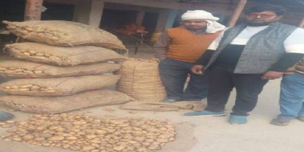 एशिया प्रसिद्ध आलू मंडी सातनपुर में नए आलू का आना शुरू