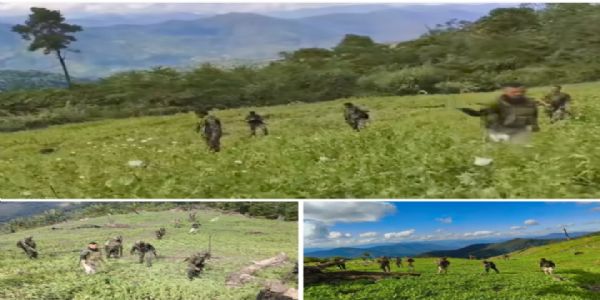 मणिपुर में 65 एकड़ अवैध अफीम की खेती को नष्ट किया गया