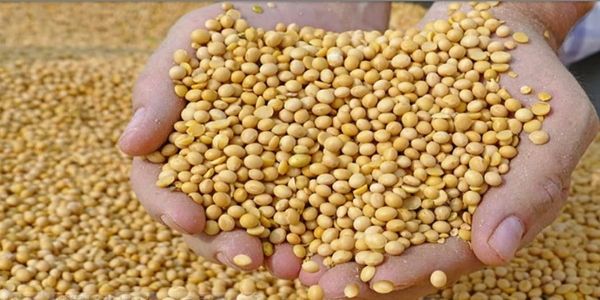 मप्र : भावांतर योजना में सोयाबीन का मॉडल रेट आज बढ़कर हुआ 4282 रुपये