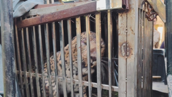 पिंजरे में कैद गुलदार पिंजरे में कैद गुलदार