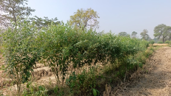 खेत की मेड़ पर तैयार हो रही राहर की फसल खेत की मेड़ पर तैयार हो रही राहर की फसल