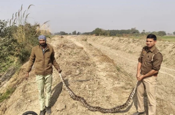 शहबाजपुर में अजगर निकलने से हड़कंप शहबाजपुर में अजगर निकलने से हड़कंप