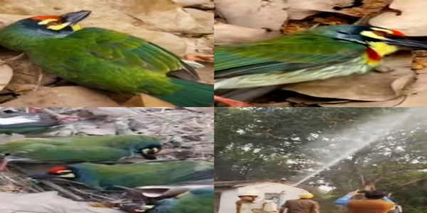 वट का लाल फल खाने से हो रही पक्षियों की मौत, विष दिए जाने के संदेह ने बढ़ाया आक्रोश