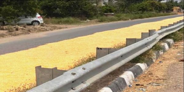 सड़क पर धान सुखाने की हड़बड़ी से बढ़ रहा खतरा, प्रशासन मौन