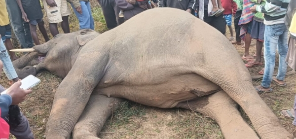 मृत हाथी