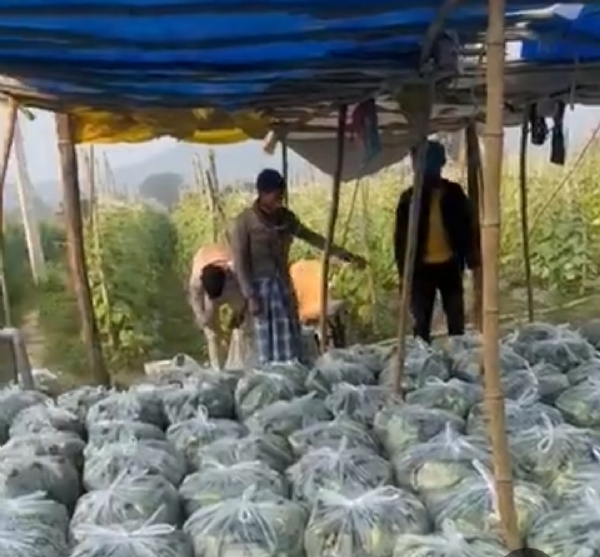 खीरे की खेती। खीरे की खेती।