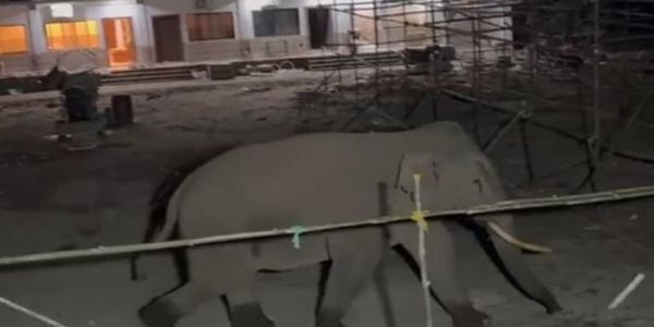  रिसॉर्ट में घुसा हाथी, बाल-बाल बचे टूरिस्ट