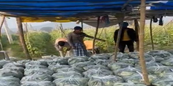 बलरामपुर के युवा किसान की कमाल, डेढ़ एकड़ में खीरे की आधुनिक खेती से रचा इतिहास