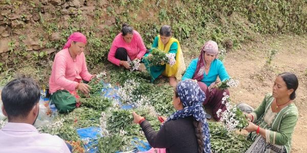 उत्तराखंड सामूहिक खेती से आबाद हो रहे बंजर खेत,1235 एकड़ पर हो रही खेती