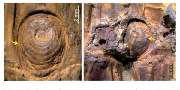 मणिपुर में वैज्ञानिकों को मिला 37,000 साल पुराना बांस का तना