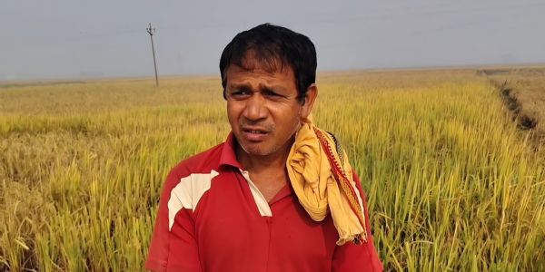 खेत में सड़ गए धान अब रबी की बुवाई भी मुश्किल