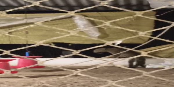 धमतरी : पोल्ट्री फार्म में घुसे तेंदुए से मचा हड़कंप, तीन घंटे की मशक्कत के बाद जंगल की ओर भागा